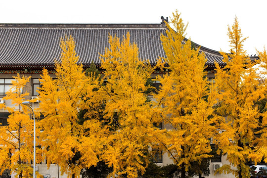 北京大学校园秋色金黄银杏树叶