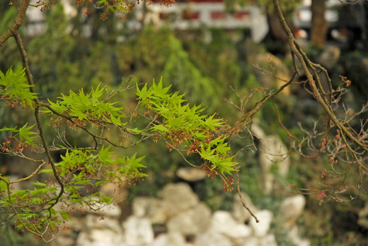 江南园林花树小景