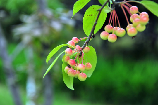 红果  果子 果树