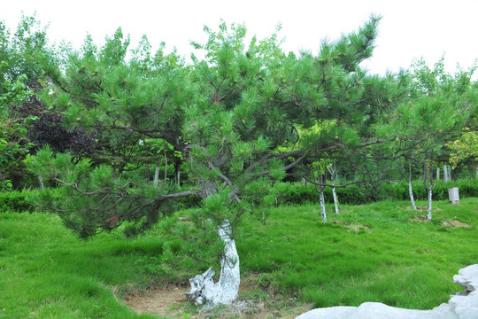 松树  景观树  园林造景