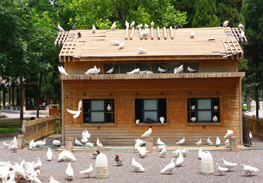 鸽子 木屋