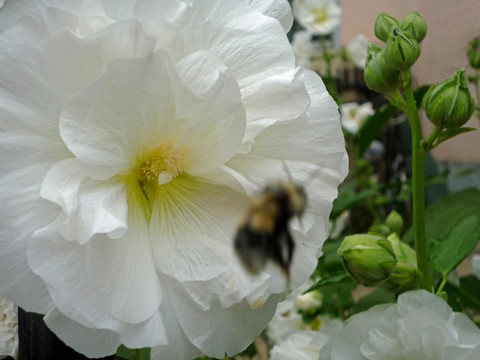 蜀葵与蜜蜂