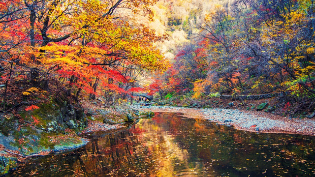 小桥枫叶 辽宁本溪关门山