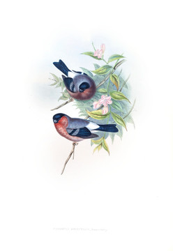 花鳥裝飾畫（合層）
