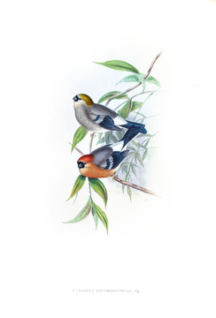 花鳥裝飾畫（合層）