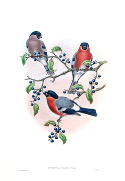 花鳥裝飾畫（合層）