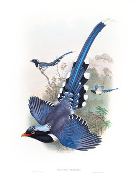 花鳥裝飾畫（合層）