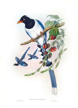 花鳥裝飾畫（合層）