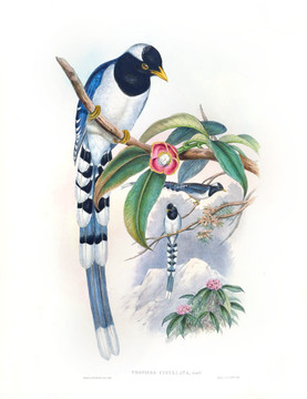 花鳥裝飾畫（合層）