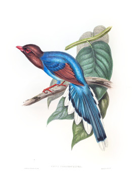 花鳥裝飾畫（合層）