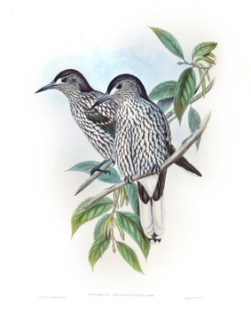 花鳥裝飾畫（合層）