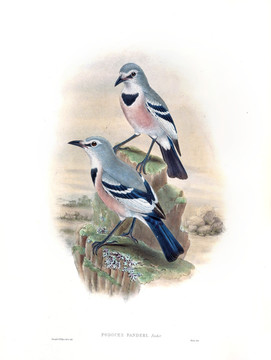 花鳥裝飾畫（合層）