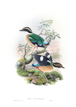 花鳥裝飾畫（合層）