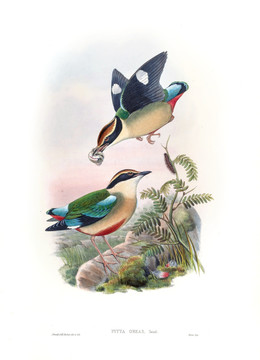 花鳥裝飾畫（合層）