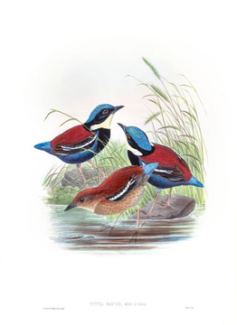 花鳥裝飾畫（合層）