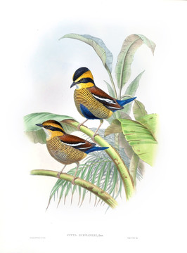 花鳥裝飾畫（合層）