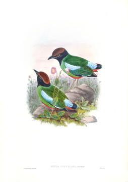 花鳥(niǎo)裝飾畫(huà)（合層）