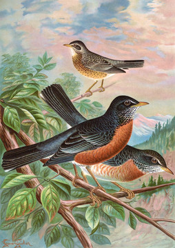 花鳥(niǎo)裝飾畫(huà)（合層）