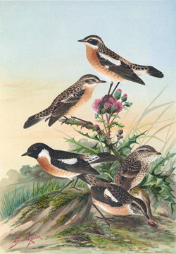 花鳥裝飾畫（合層）