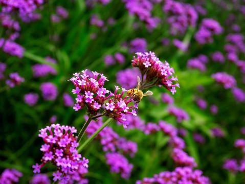 紫色薰衣草和蜜蜂