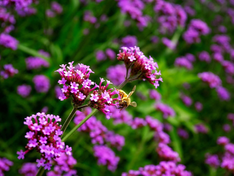 紫色柳叶马鞭草和蜜蜂采蜜