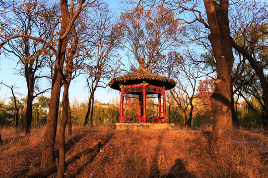 北京大学校园风光树林亭子古凉亭