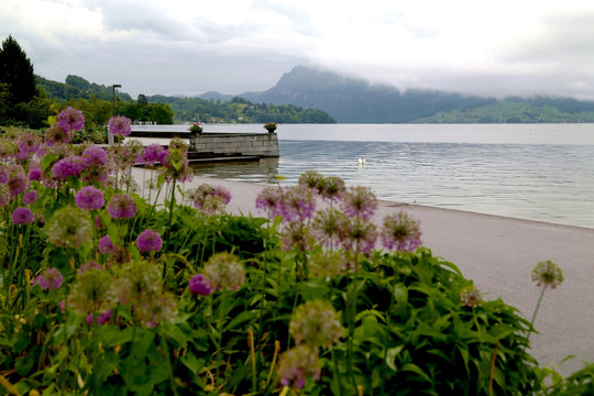 瑞士 琉森 湖水 堤岸 花朵