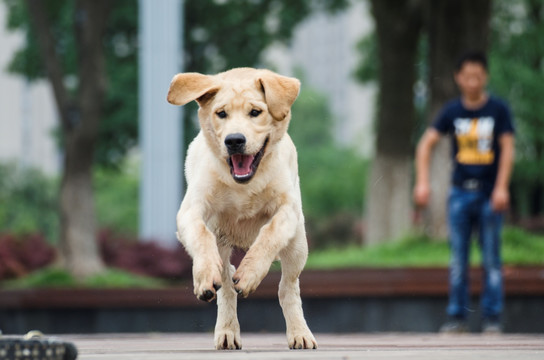 拉布拉多犬 寻回猎犬 奔跑的狗