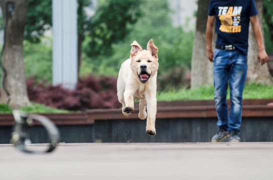 拉布拉多犬 寻回猎犬 奔跑的狗