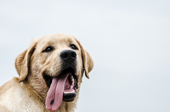 宠物摄影 拉布拉多犬 寻回猎犬