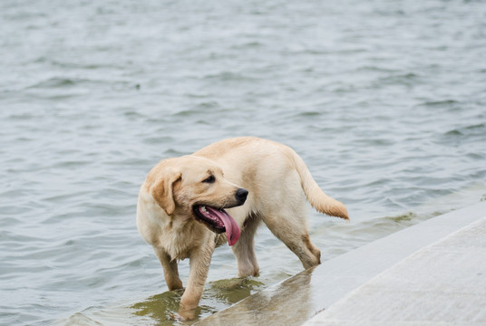 宠物摄影 拉布拉多猎犬 游泳