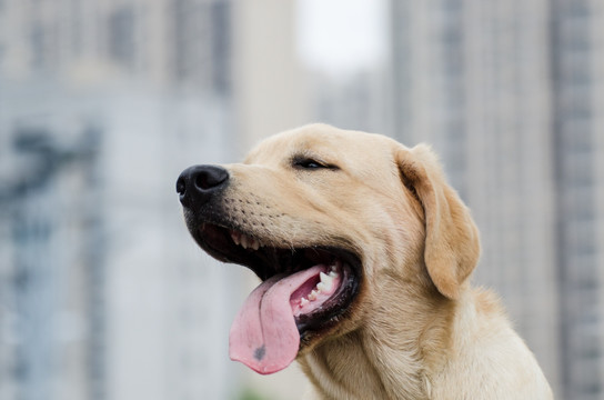 宠物摄影 拉布拉多猎犬