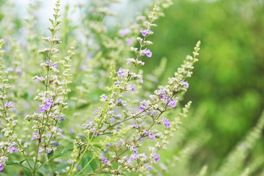 花草背景 花卉