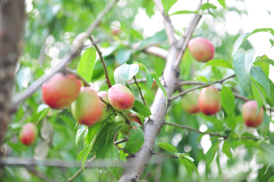桃子 桃树 油桃