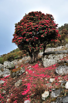 永德大雪山 杜鹃花