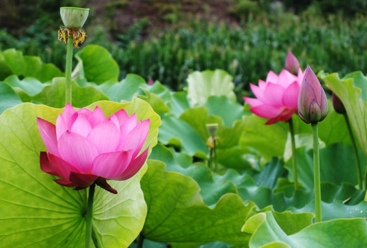 荷花