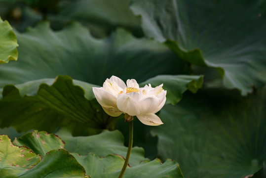 重瓣白荷花 重瓣白莲花