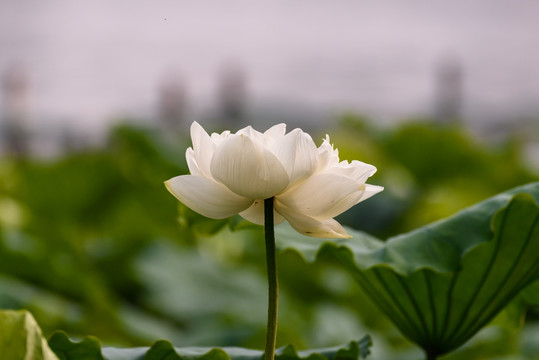 重瓣白荷花 重瓣白莲花