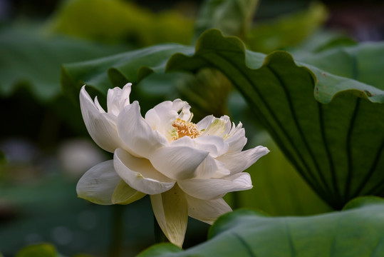 重瓣白荷花 重瓣白蓮花