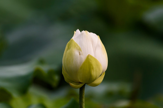 D重瓣白荷花 重瓣白莲花