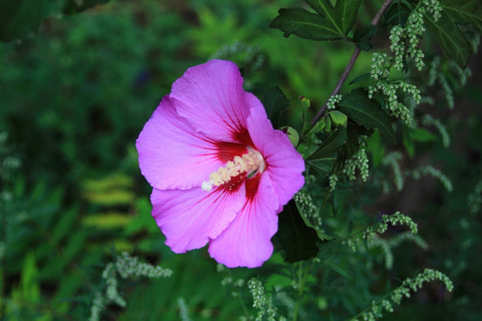 木槿花