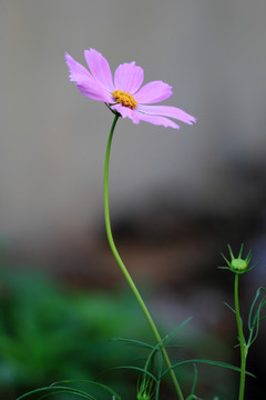 格桑花