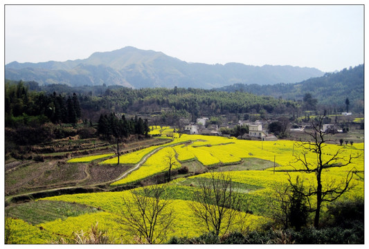 皖南印象之田野