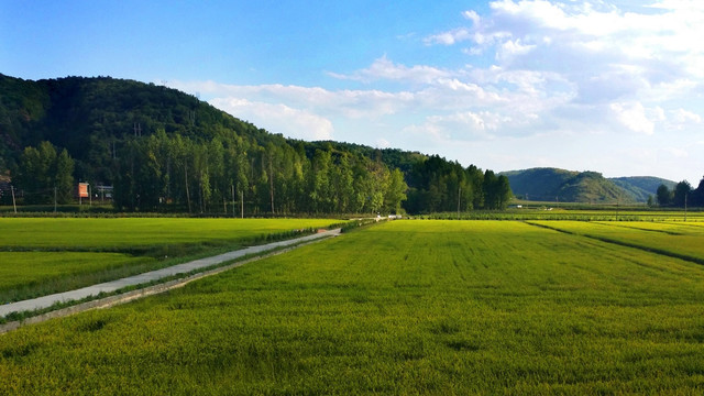 田园风光绿草地