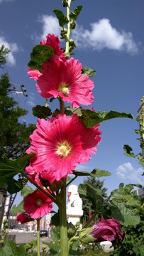 戎葵花特写