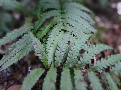 森林氧吧蕨类植物