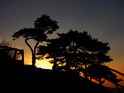 日出前的黄山松树剪影