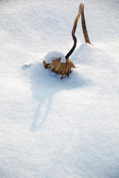 冰雪中的残荷