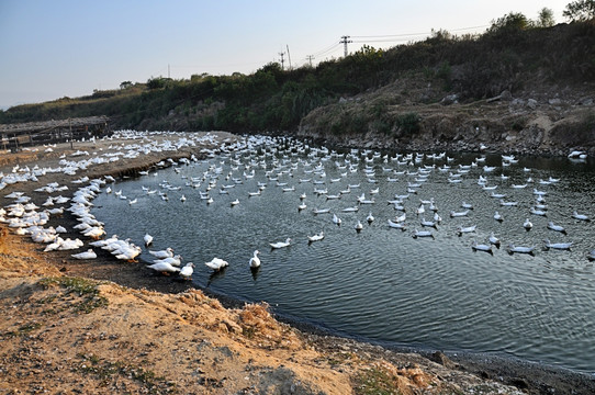 鸭子养殖场