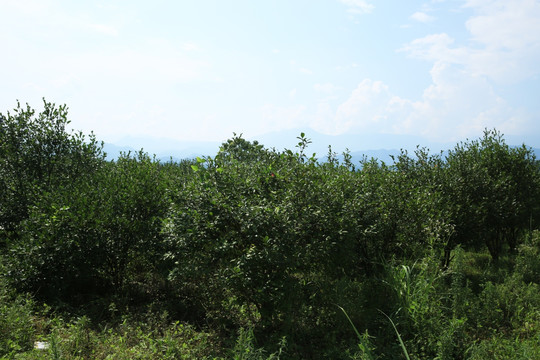 油茶林